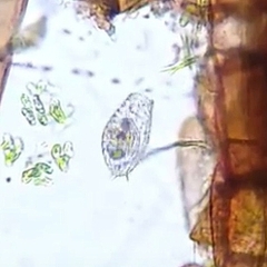Colepidae