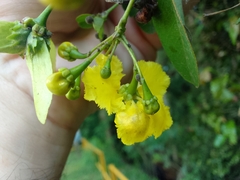 Stigmaphyllon ellipticum