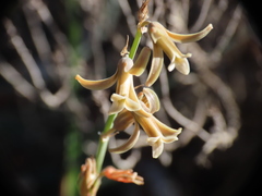 Dipcadi serotinum serotinum