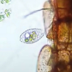 Colepidae