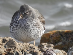 Calidris ptilocnemis