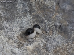 Vagaria parviflora