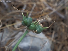 Vagaria parviflora