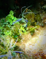 Ancylomenes pedersoni