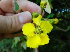 Stigmaphyllon ellipticum