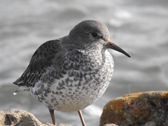 Calidris ptilocnemis