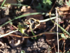 Dipcadi serotinum serotinum