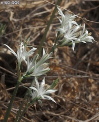 Vagaria parviflora