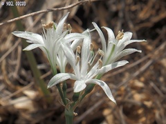 Vagaria parviflora