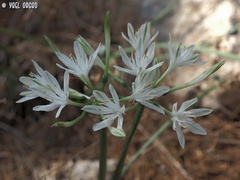 Vagaria parviflora