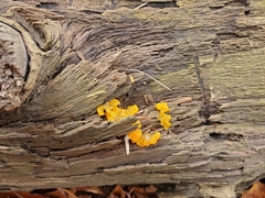 Dacrymyces chrysospermus