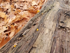 Dacrymyces chrysospermus