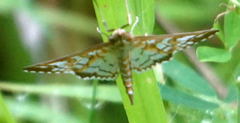 Epipagis fenestralis