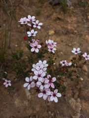 Adenandra marginata