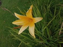 Hemerocallis