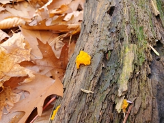 Dacrymyces chrysospermus