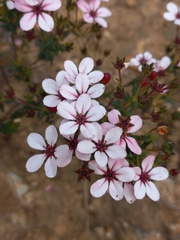 Adenandra marginata