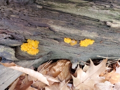 Dacrymyces chrysospermus