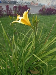 Hemerocallis