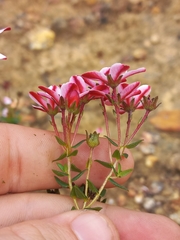 Adenandra marginata