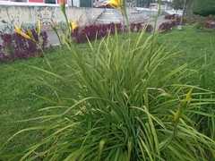 Hemerocallis