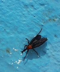 Dilophus pectoralis
