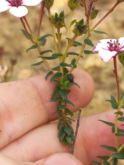 Adenandra marginata
