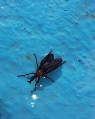 Dilophus pectoralis