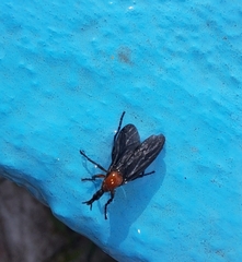 Dilophus pectoralis