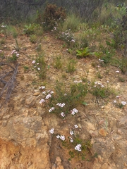Adenandra marginata
