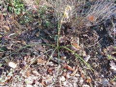 Dipcadi serotinum serotinum