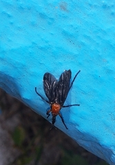 Dilophus pectoralis