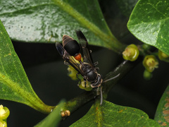 Ropalidia sumatrae