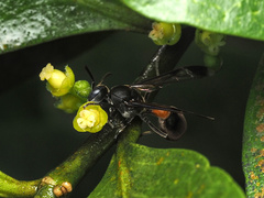 Ropalidia sumatrae