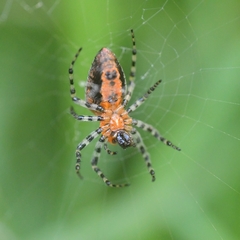 Alpaida gallardoi