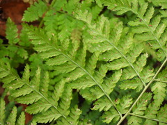 Dryopteris dilatata
