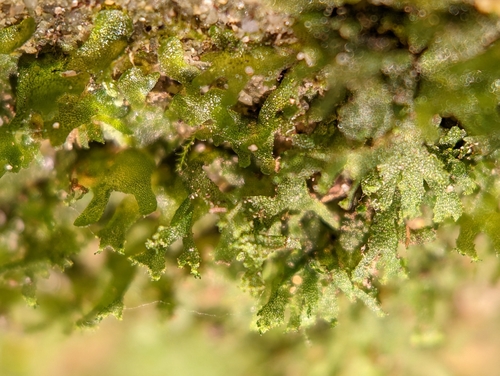 Image of Vittaria appalachiana by (c) Elias, some rights reserved (CC BY)