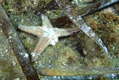 Astropecten spinulosus