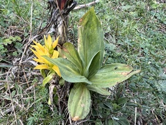 Gentiana lutea lutea