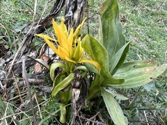 Gentiana lutea lutea