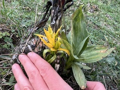 Gentiana lutea lutea