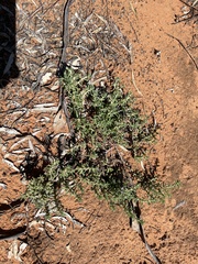 Heliotropium curassavicum