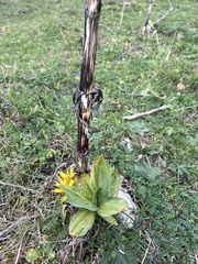 Gentiana lutea lutea