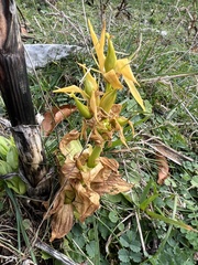 Gentiana lutea lutea