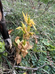 Gentiana lutea lutea