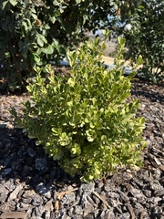 Baccharis pilularis