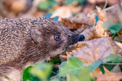 Erinaceus roumanicus