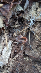 Hemidactylium scutatum