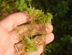 Sphagnum