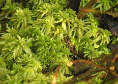 Sphagnum